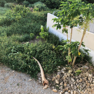 パパイヤが倒れた