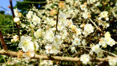 梅の花が満開「今が見頃」