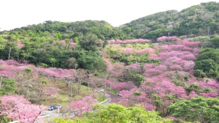 八重岳　満開です
