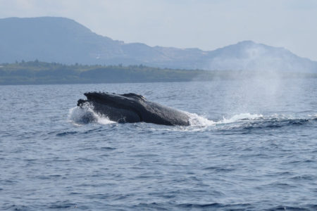 ホエールウオッチング　